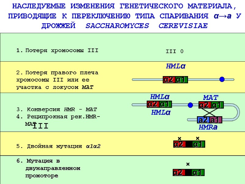 НАСЛЕДУЕМЫЕ ИЗМЕНЕНИЯ ГЕНЕТИЧЕСКОГО МАТЕРИАЛА, ПРИВОДЯЩИЕ К ПЕРЕКЛЮЧЕНИЮ ТИПА СПАРИВАНИЯ α→а У  ДРОЖЖЕЙ 